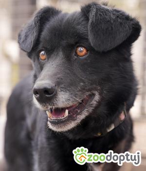 Do adopcji Mińsk Mazowiecki