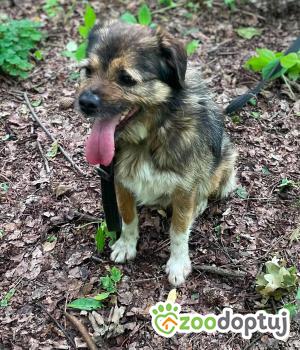 Do adopcji Zgierz