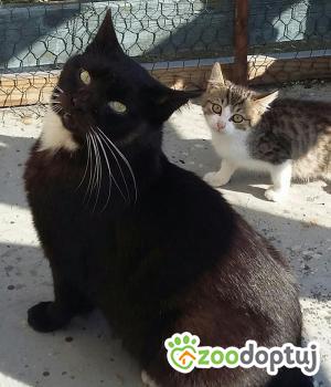 Do adopcji Sępólno Krajeńskie