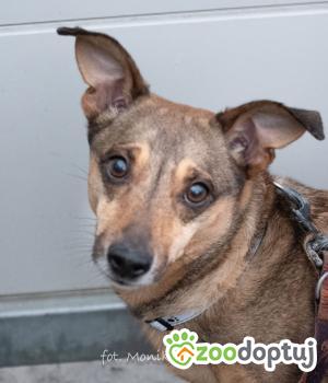 Do adopcji Myślenice