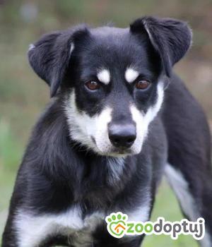 Do adopcji Września