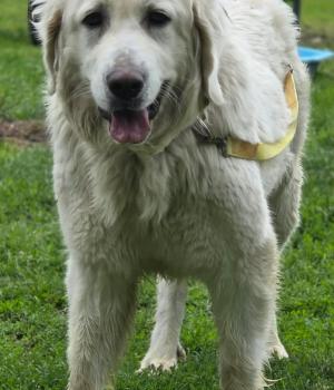 Do adopcji Zgierz