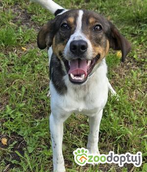 Do adopcji Zgierz