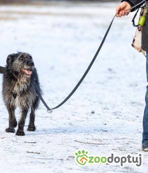 Do adopcji Głogów