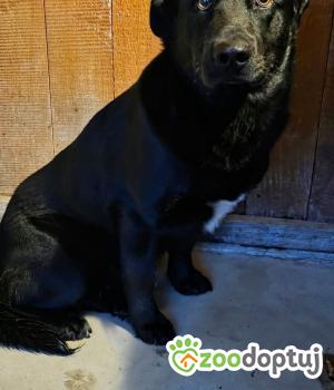 Do adopcji Zgierz