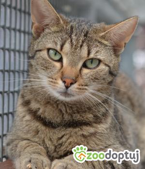 Do adopcji Mielec