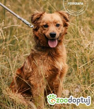Do adopcji Głogów