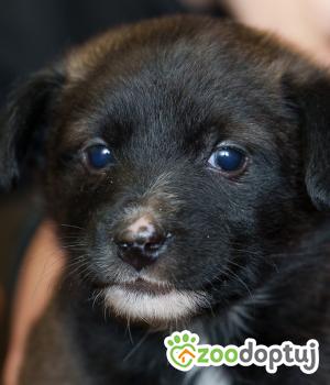Do adopcji Zgierz