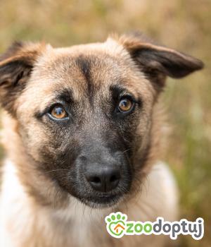 Do adopcji Warszawa
