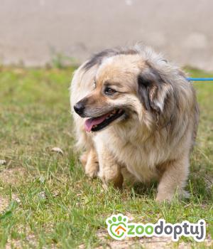 Do adopcji Mielec
