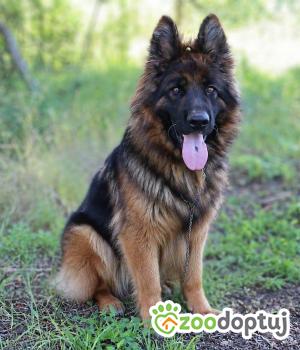 Do adopcji Głogów