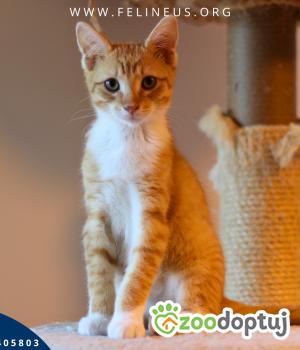 Do adopcji Rzeszów