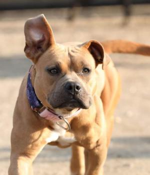 Do adopcji Brzeg