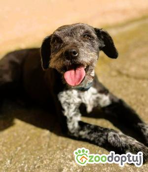 Do adopcji Częstochowa