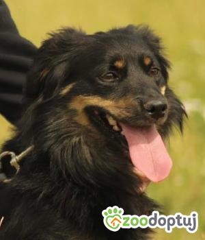 Do adopcji Poznań