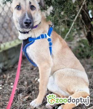 Do adopcji Sochaczew