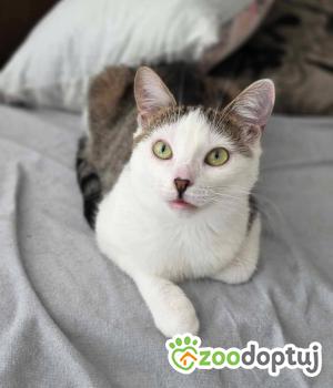 Do adopcji Warszawa