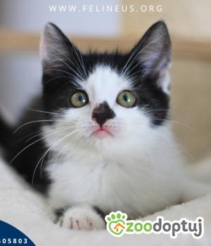 Do adopcji Rzeszów