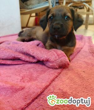 Do adopcji Nowy Tomyśl