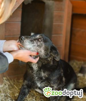 Do adopcji Radom