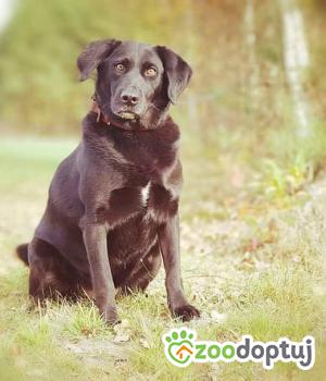 Do adopcji Warszawa