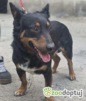 Do adopcji Zgierz