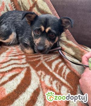 Do adopcji Zgierz