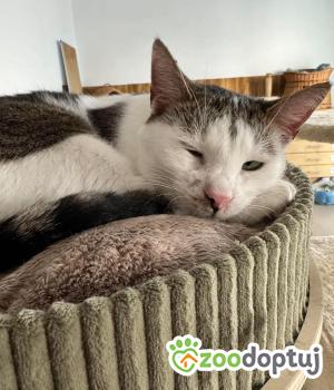 Do adopcji Poznań