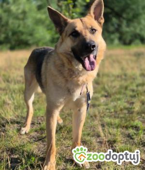Do adopcji Warszawa