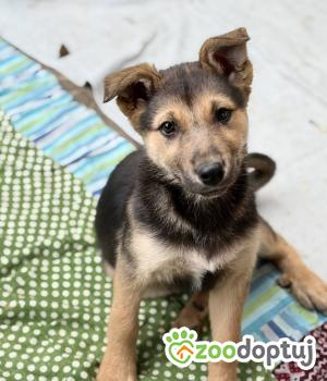 Do adopcji Warszawa
