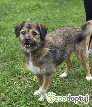 Do adopcji Zgierz