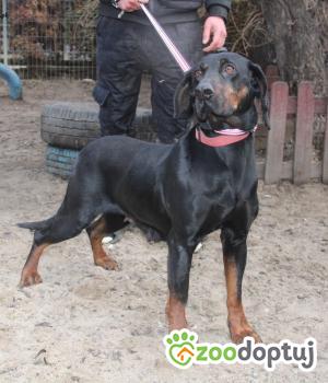 Do adopcji Nowy Dwór Mazowiecki