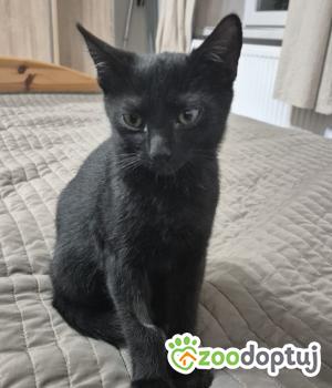 Do adopcji Cieszyn