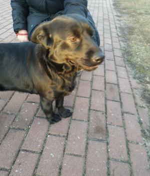 Do adopcji Mielec