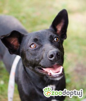 Do adopcji Sompolno