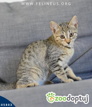 Do adopcji Rzeszów