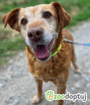 Do adopcji Warszawa