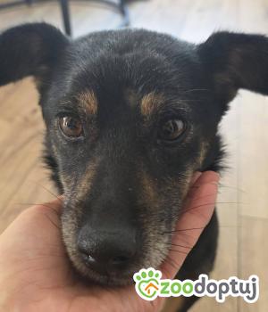 Do adopcji Zgierz