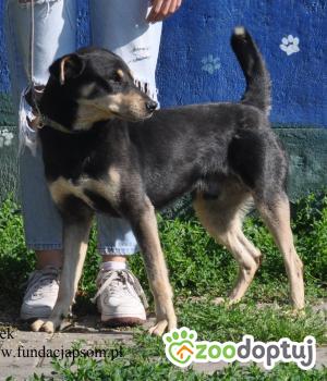 Do adopcji Nowy Dwór Mazowiecki