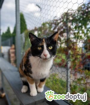 Do adopcji Poznań