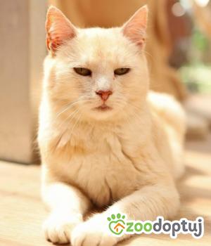 Do adopcji Cieszyn