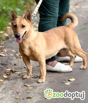 Do adopcji Zgierz