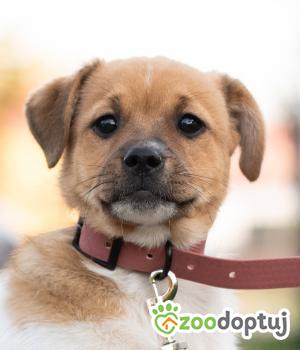 Do adopcji Warszawa