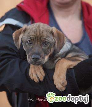 Do adopcji Myślenice