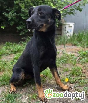 Do adopcji Zgierz
