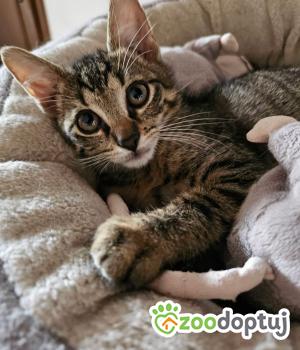 Do adopcji Głogów