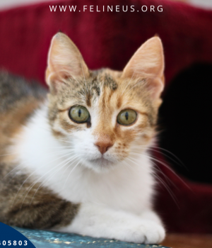 Do adopcji Rzeszów