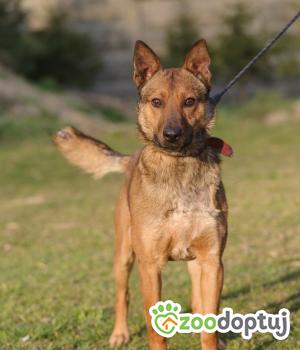 Do adopcji Zgierz