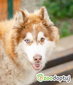 Do adopcji Warszawa