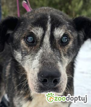 Do adopcji Warszawa